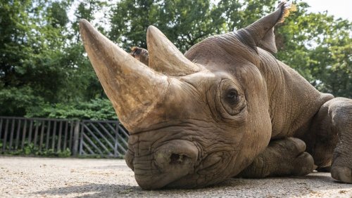 Black Rhino transfer to Akagera Rwanda