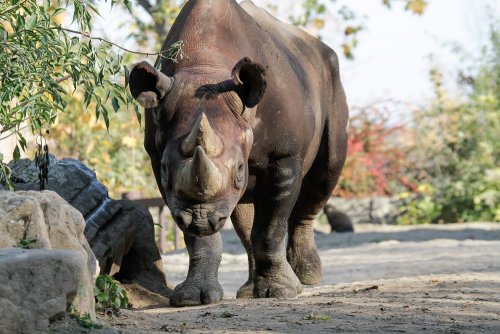 Black Rhino transfer to Akagera Rwanda