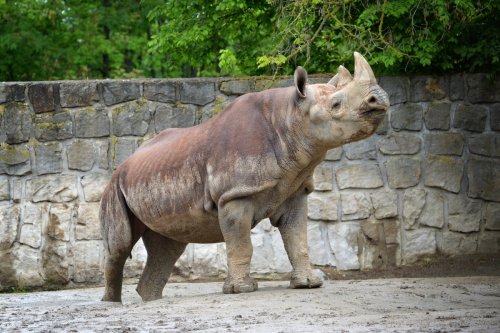 Black Rhino transfer to Akagera Rwanda