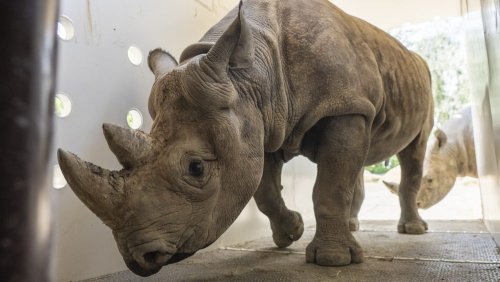 Black Rhino transfer to Akagera Rwanda