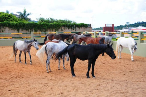 Speke Equestrian Centre pony camp Kampala