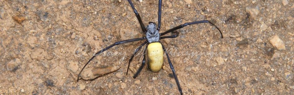 Golden Orb Spider