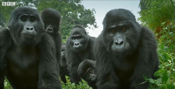 The "Spy In The Wild" BBC series filmed mountain gorillas in Bwindi Impenetrable Forest, Uganda