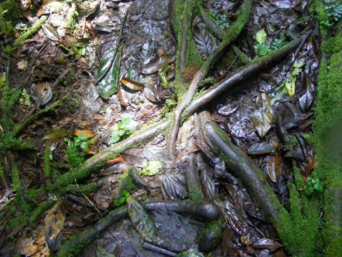 Sun peaks through canopy of Bwindi Impenetrable Forest