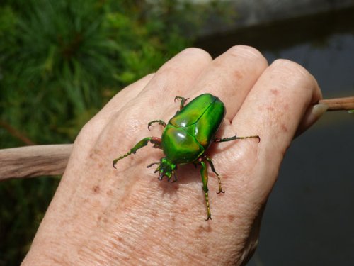 Sunbird Hill Kibale, coleoptera beetle. Charlotte Beauvoisin