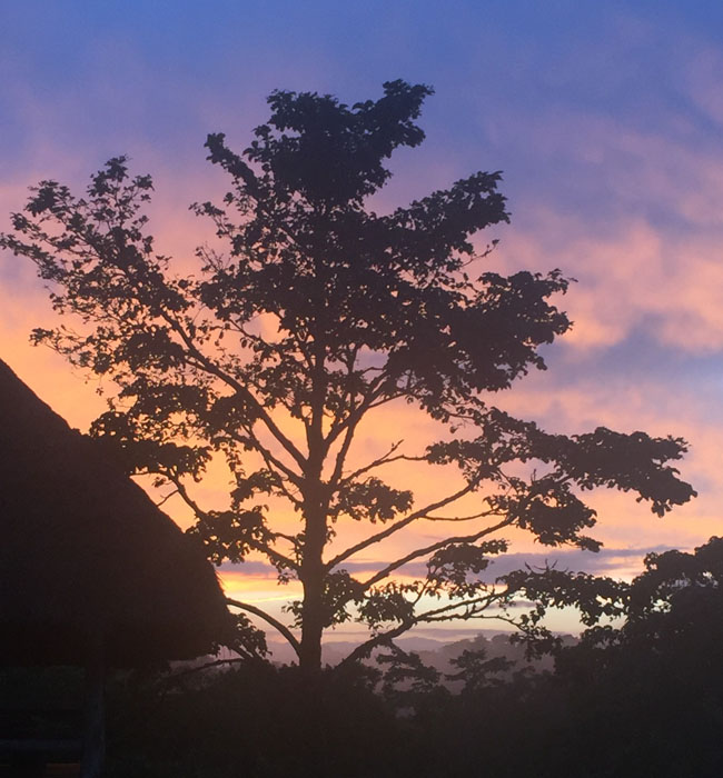 sunset view of Rwenzori Mountains. Sunbird Hill, Kibale Forest