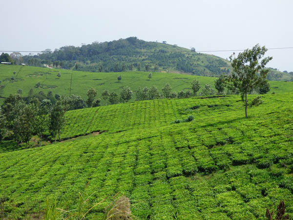 Tea plantations near Igara tea factory