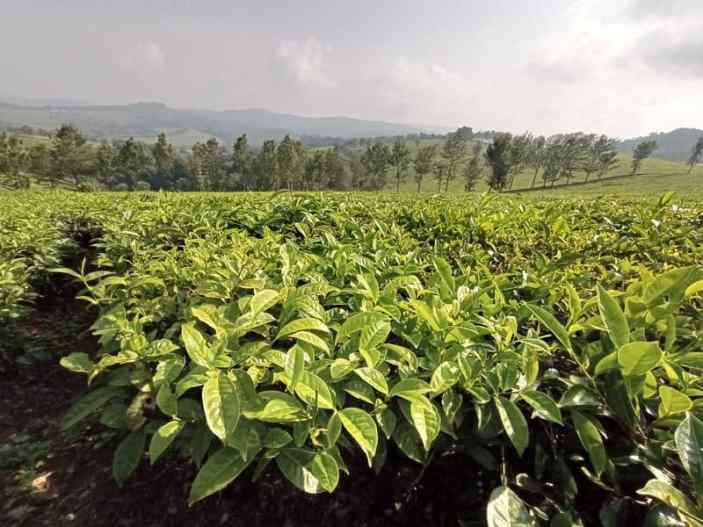 tea plantation. Kibale Uganda. Diary of a Muzungu blog