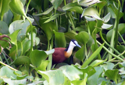 Jacana bird on River Nile Jinja