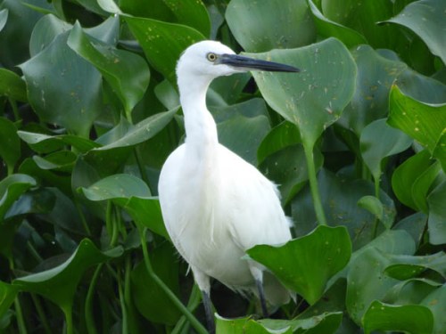 Little Egret. Birdwatching from a boat on the River Nile