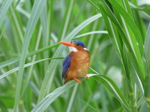 Malachite kingfisher, Jinja, Uganda birds