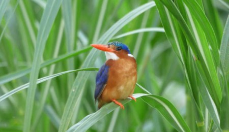 Malachite Kingfisher, Haven Lodge, Jinja, River Nile. Diary of a Muzungu