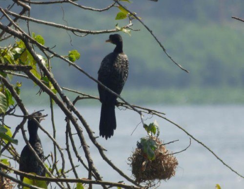 Long-tailed cormorants Jinja