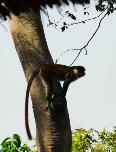 Red-tailed monkey. The Haven Jinja