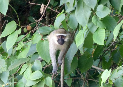 Vervet monkey along the River Nile