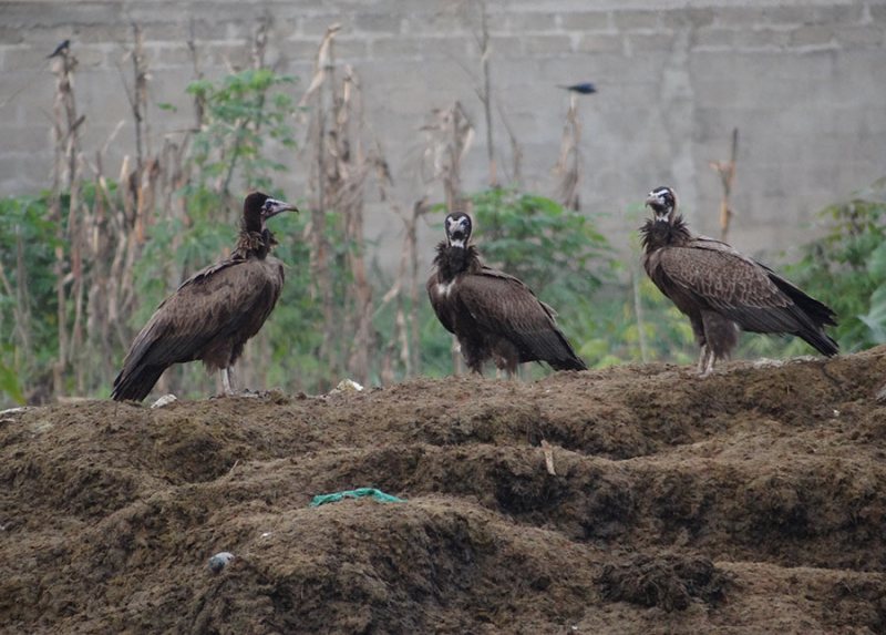 Three Hooded Vultures, Kampala. Photo Veena Naik