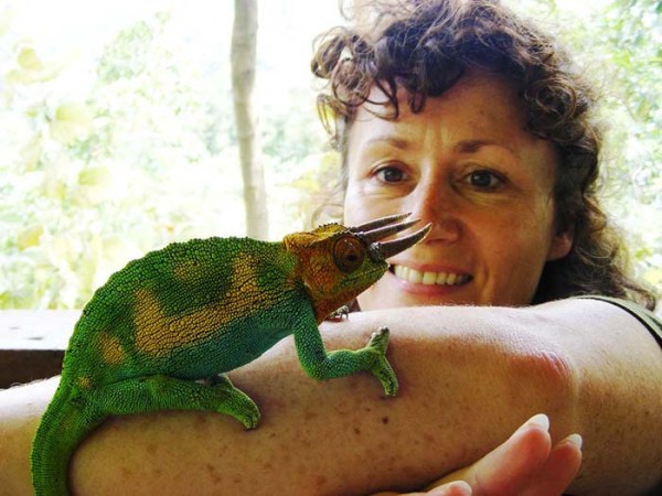 Three-horned Chameleon Ruboni Camp Rwenzoris