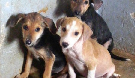 three rescue puppies. Ronald Kyobe dog trainer Kampala