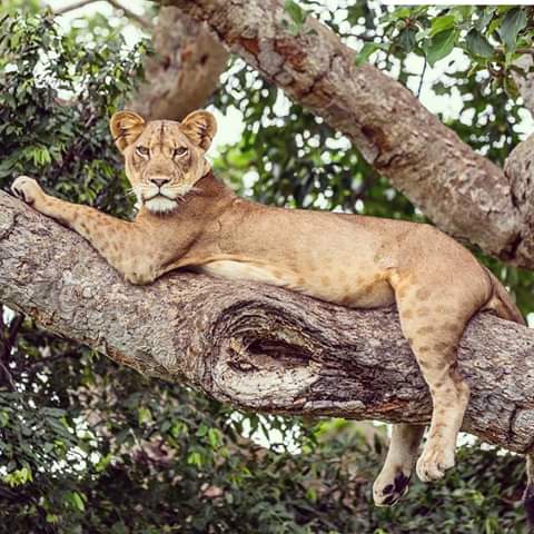 Tree climbing lion. PHOTO Manya Africa Tours Uganda safaris