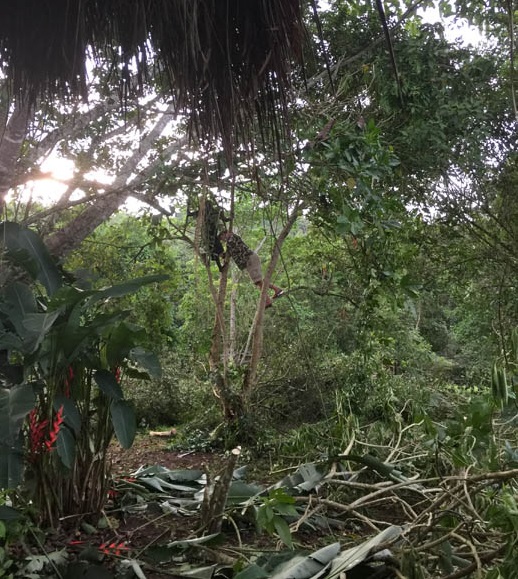 tree cutting Sunbird Hill, Kibale with Malcolm Wilson