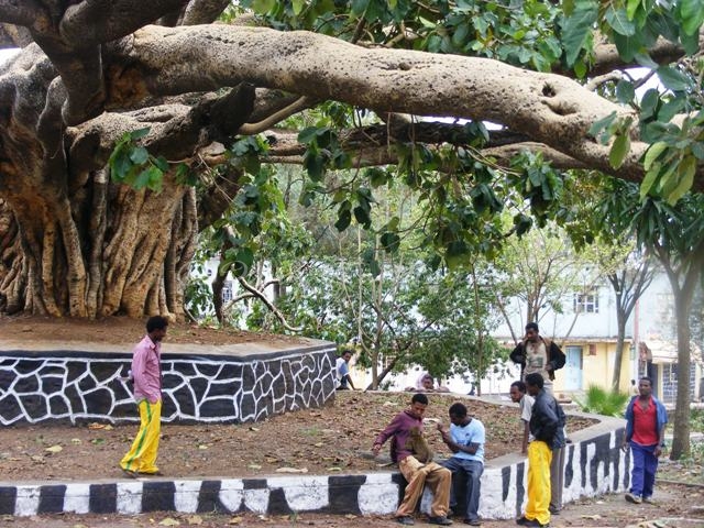 Men sit under a gigantic tree playing with a Baboon in Gondar