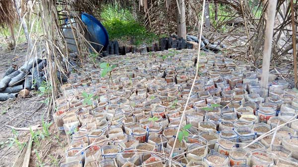 Tree seedlings public nursery bed Kabwoya, Hoima District