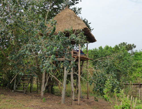 Treehouse, Sunbird Hill, Kibale Forest edge