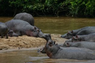 Ishasha River, hippos of Queen Elizabeth National Park