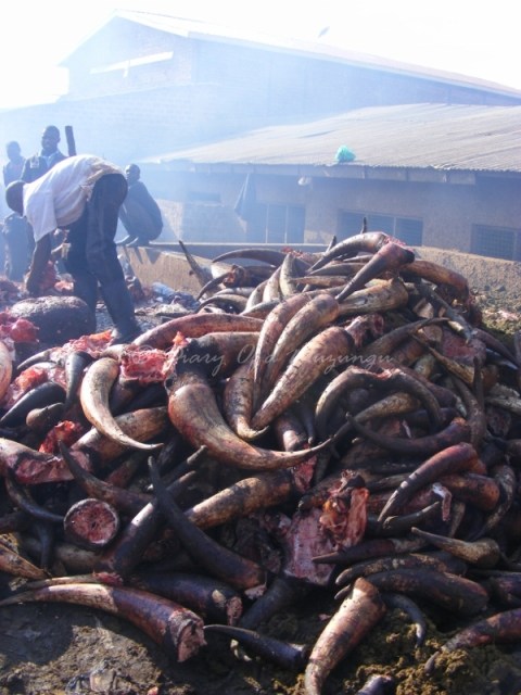 Heaps body parts Kalerwe Abattoir, Kampala