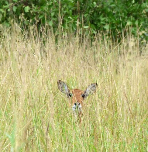 Uganda Kob. Semliki Safari Lodge Uganda. Diary of a Muzungu