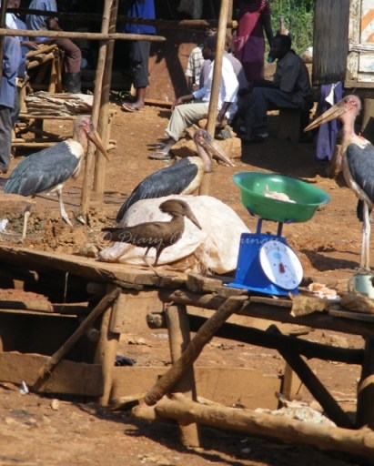 Nature Uganda Vulture Count Kampala