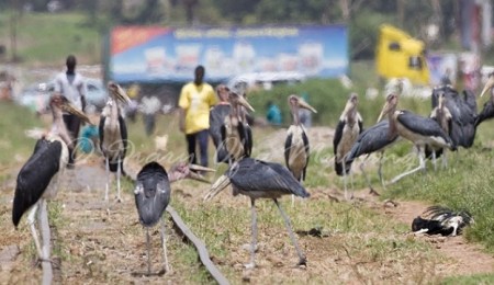 Marabou Storks scavenging along the railway line in Kampala