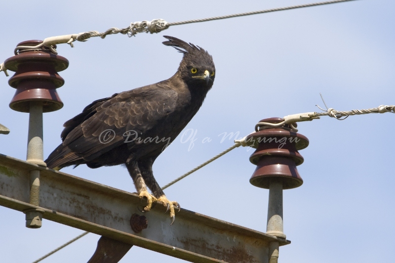 A Long-Crested Eagle watched me from a telegraph post when I first viewed my new house