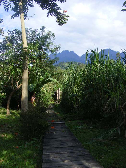 Sunlight boardwalk Ruboni Camp. Outline Rwenzori Mountains