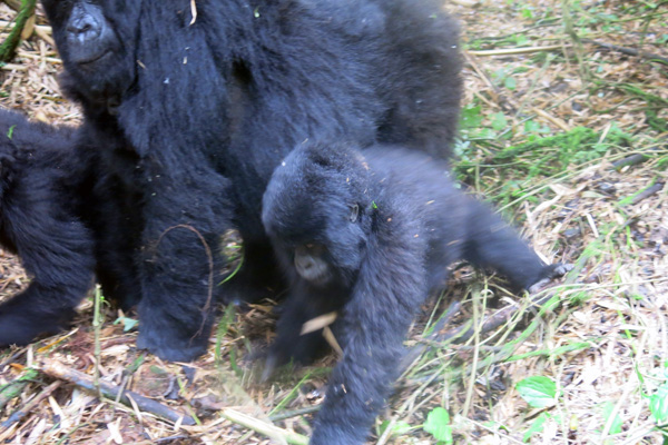 Virunga Lodge gorilla trekking Rwanda