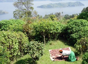 Virunga Lodge gorilla trekking Rwanda