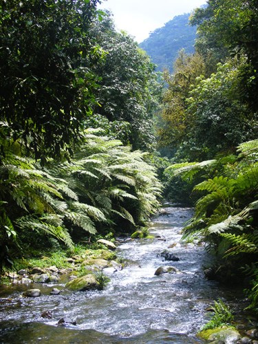 Bwindi hiking