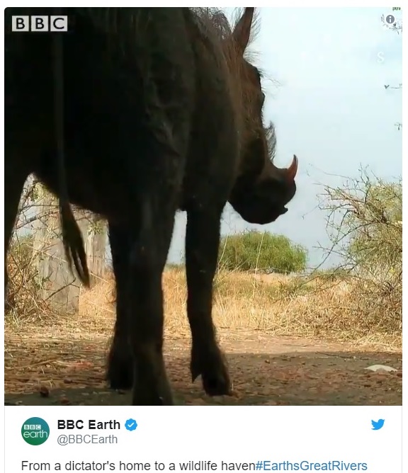 warthog. Murchison Falls Uganda. BBC Earth