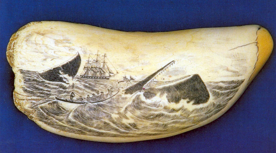 Watamu Kenya whale watching. scrimshaw