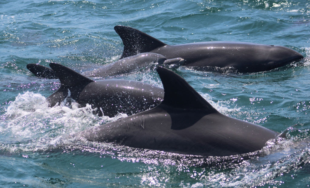 dolphin watching with Watamu Marine Association WMA Kenya