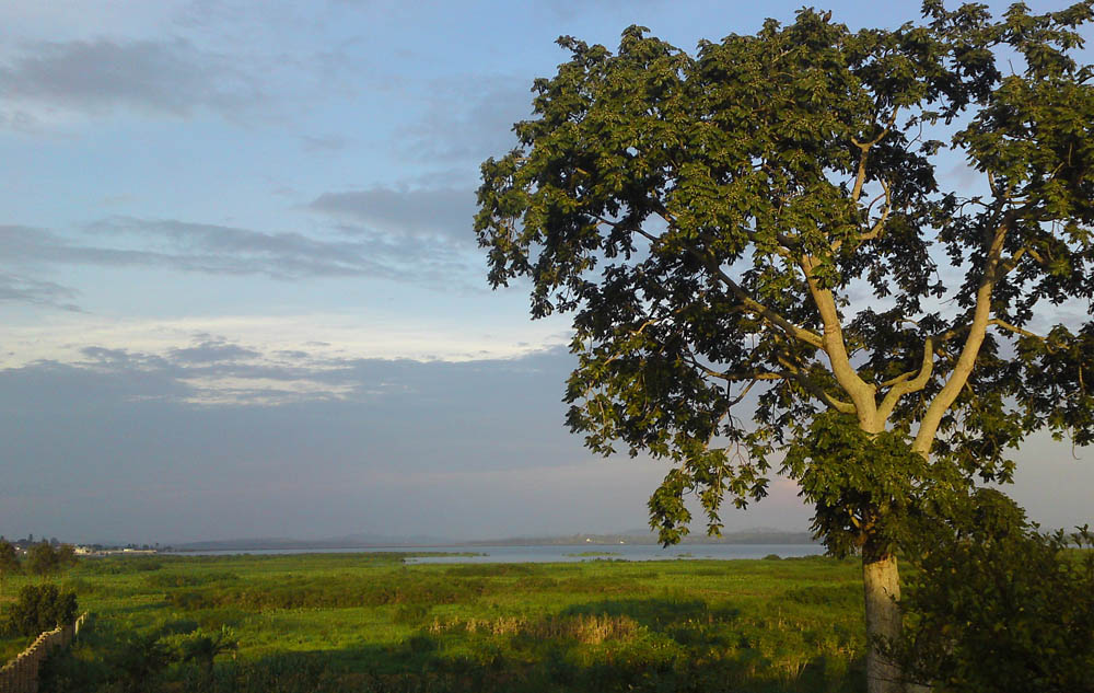 wetlands below Bukasa Muyenga Kampala