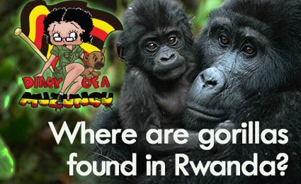 Where are gorillas in Rwanda. Diary of a Muzungu