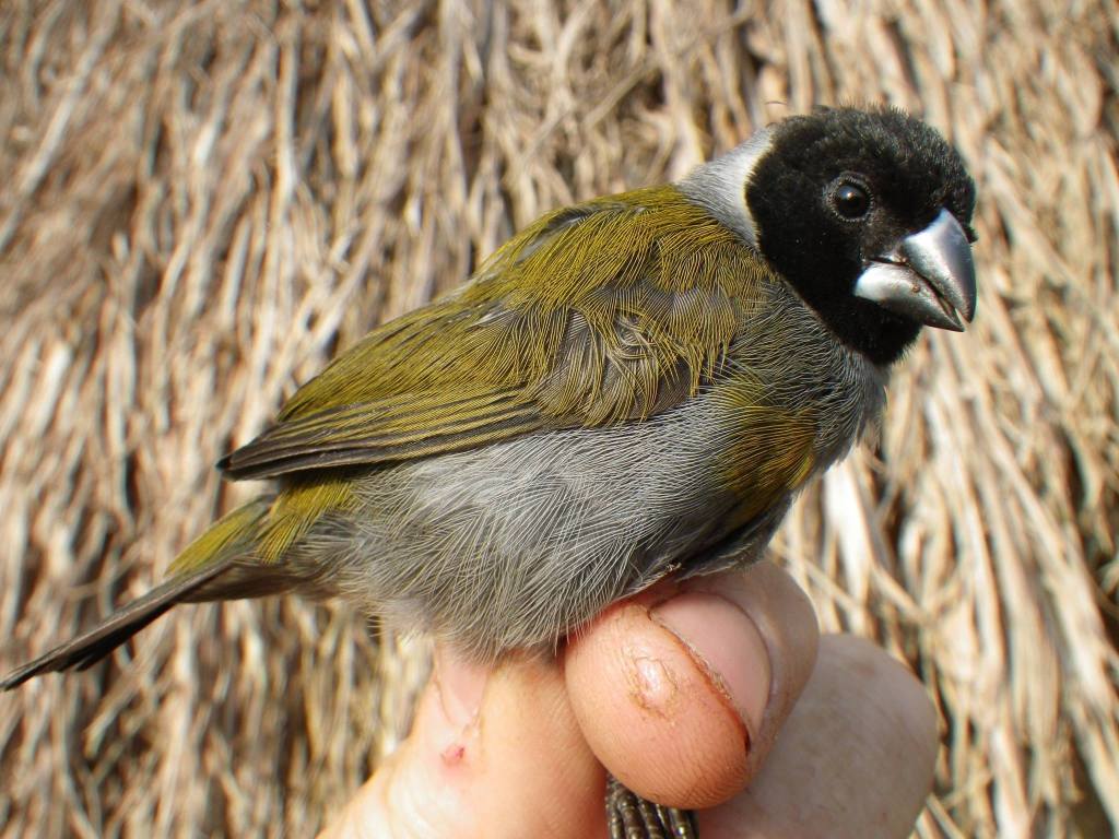 white-collared-oliveback Sunbird Hill Kibale