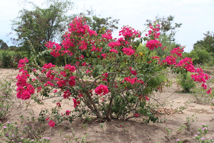 Euphorbia Lodge Queen Elizabeth National Park Uganda