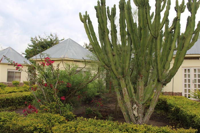 Euphorbia Lodge Queen Elizabeth National Park Uganda