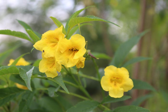 Euphorbia Lodge Queen Elizabeth National Park Uganda