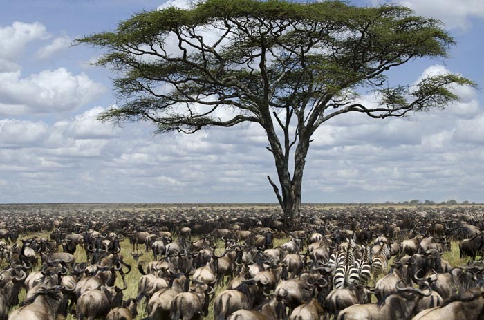 Wildebeest Migration Safari Zebra. PHOTO Manya Africa Tours