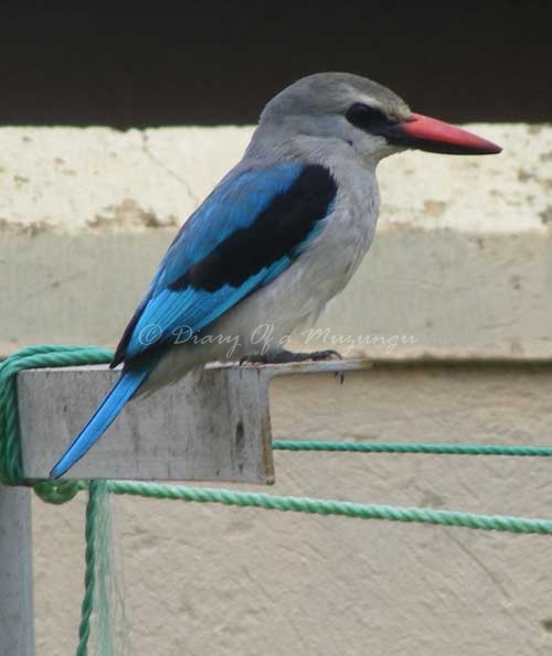 Woodland Kingfisher birds Uganda