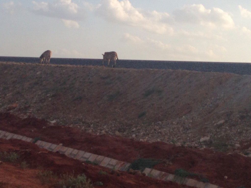 zebra crossing Standard Gauge Railway Kenya