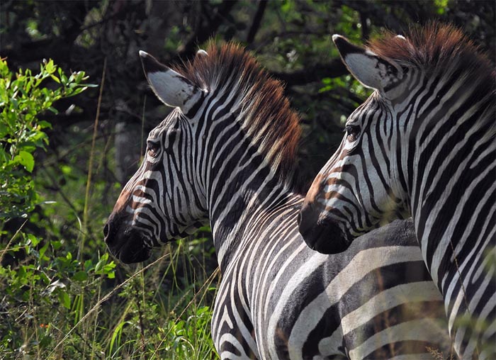 Zebras. PHOTO Manya Africa Tours Uganda safaris